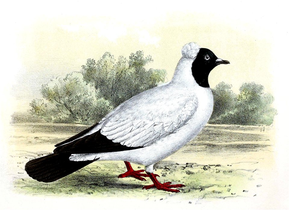 Columba livia domestica Nun 1869