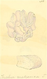 Coloured Figures of English Fungi or Mushrooms - t. 435