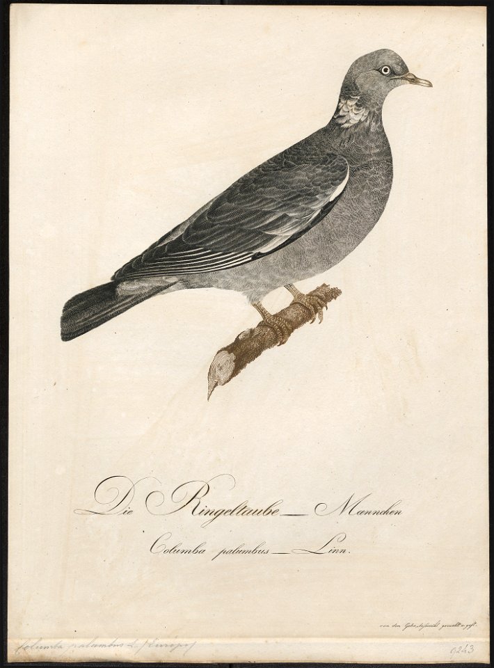 Columba palumbus - 1800-1812 - Print - Iconographia Zoologica - Special Collections University of Amsterdam - UBA01 IZ15600179