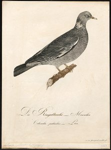 Columba palumbus - 1800-1812 - Print - Iconographia Zoologica - Special Collections University of Amsterdam - UBA01 IZ15600179