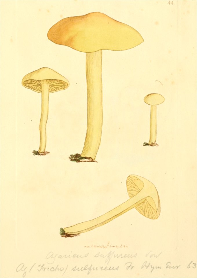 Coloured Figures of English Fungi or Mushrooms - t. 44