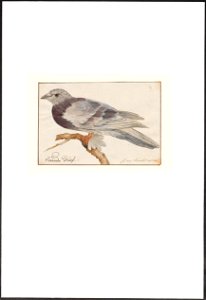 Columbidae - 1753-1834 - Print - Iconographia Zoologica - Special Collections University of Amsterdam - UBA01 IZA1000246