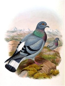 Columba rupestris. Free illustration for personal and commercial use.