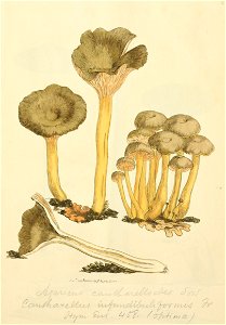 Coloured Figures of English Fungi or Mushrooms - t. 47