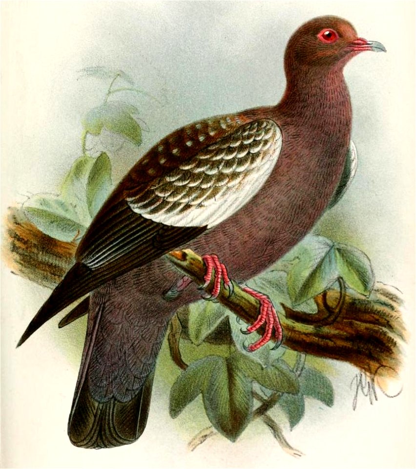 ColumbaAlbipennisKeulemans (cropped)