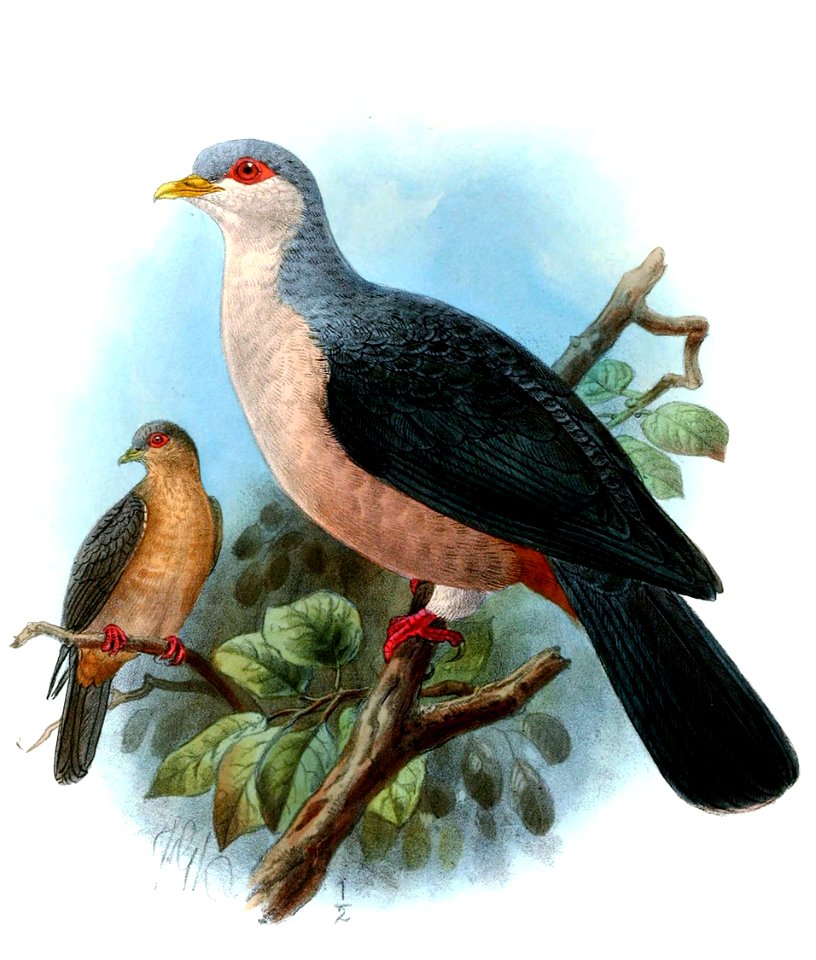 ColumbaMadaKeulemans