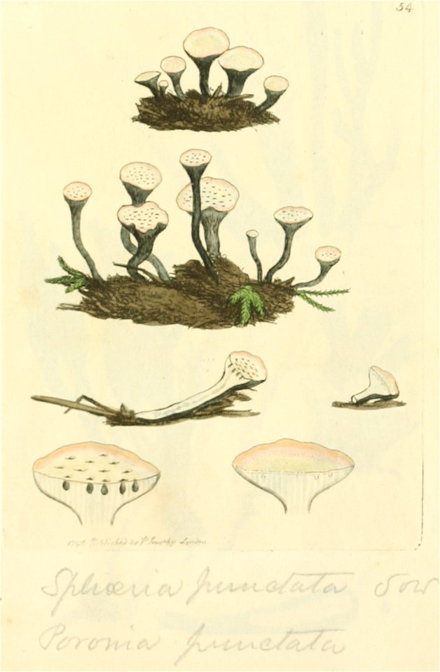 Coloured Figures of English Fungi or Mushrooms - t. 54