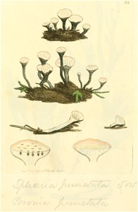 Coloured Figures of English Fungi or Mushrooms - t. 54