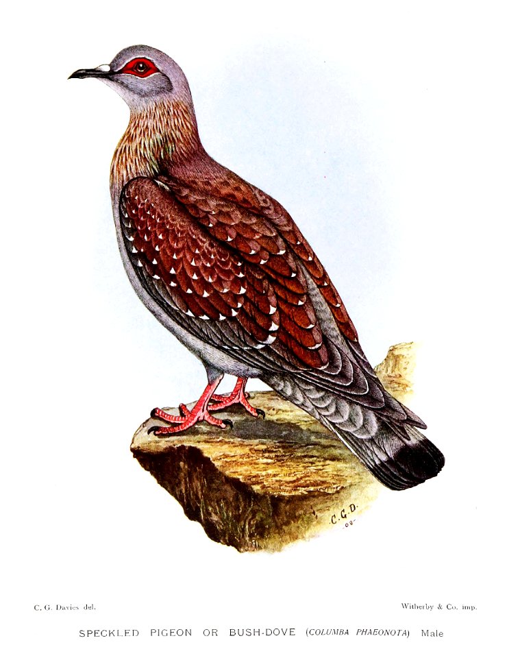 ColumbaPhaeonotaDavies
