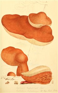 Coloured Figures of English Fungi or Mushrooms - t. 58