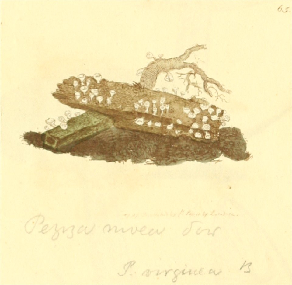 Coloured Figures of English Fungi or Mushrooms - t. 65