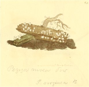 Coloured Figures of English Fungi or Mushrooms - t. 65