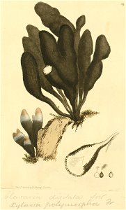Coloured Figures of English Fungi or Mushrooms - t. 69