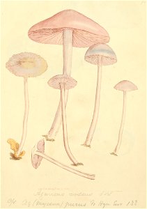 Coloured Figures of English Fungi or Mushrooms - t. 72