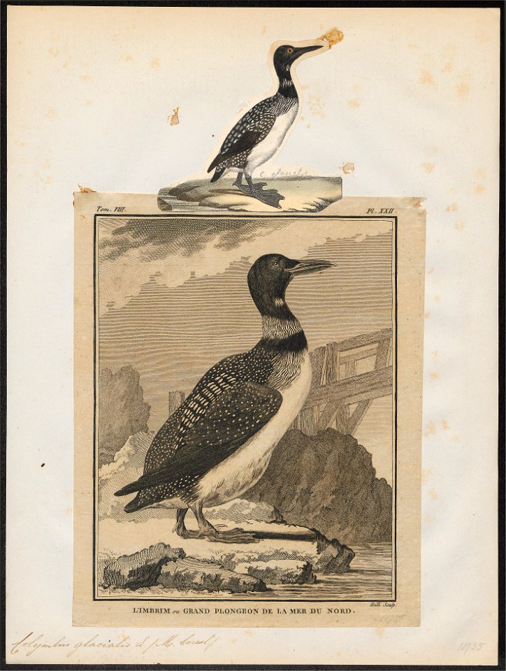 Colymbus glacialis - 1700-1880 - Print - Iconographia Zoologica - Special Collections University of Amsterdam - UBA01 IZ17800011