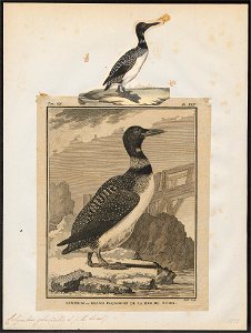 Colymbus glacialis - 1700-1880 - Print - Iconographia Zoologica - Special Collections University of Amsterdam - UBA01 IZ17800011