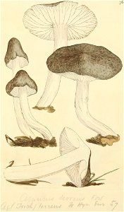 Coloured Figures of English Fungi or Mushrooms - t. 76