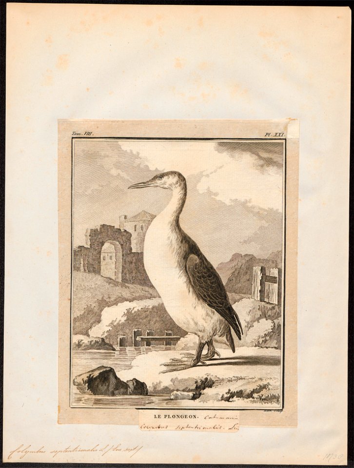 Colymbus septentrionalis - 1700-1880 - Print - Iconographia Zoologica - Special Collections University of Amsterdam - UBA01 IZ17800031
