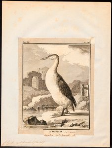 Colymbus septentrionalis - 1700-1880 - Print - Iconographia Zoologica - Special Collections University of Amsterdam - UBA01 IZ17800031
