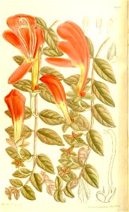 Columnea gloriosa 137-8378