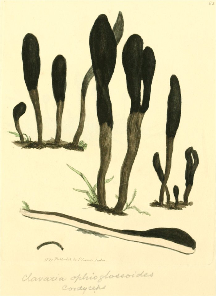 Coloured Figures of English Fungi or Mushrooms - t. 83