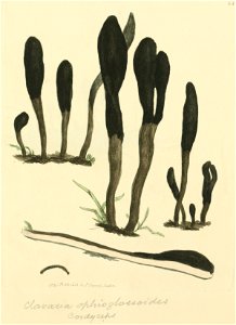 Coloured Figures of English Fungi or Mushrooms - t. 83