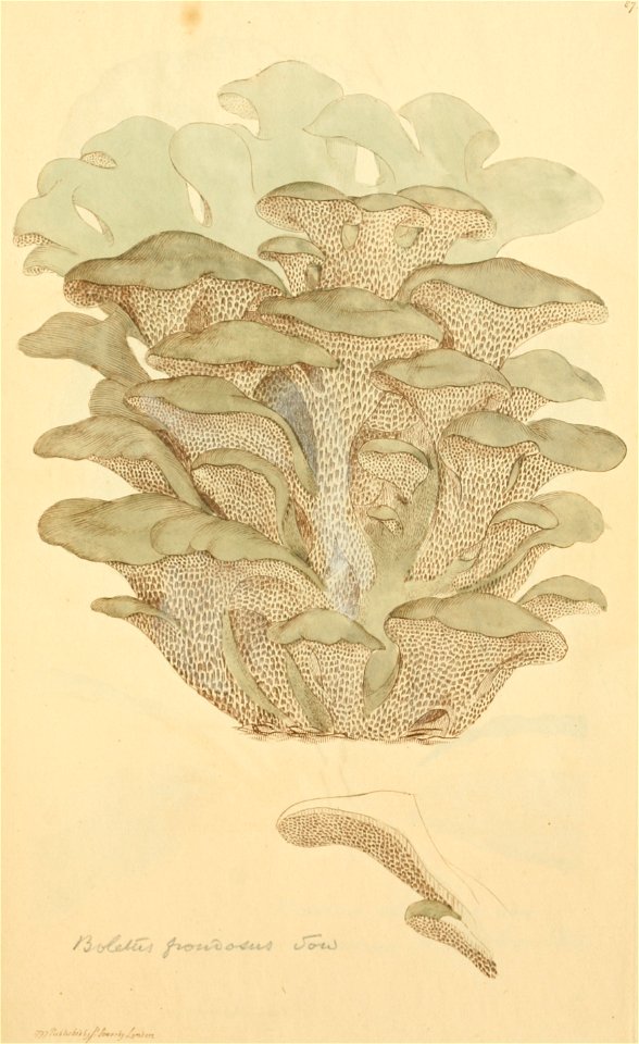 Coloured Figures of English Fungi or Mushrooms - t. 87