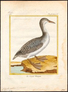 Colymbus arcticus - 1700-1880 - Print - Iconographia Zoologica - Special Collections University of Amsterdam - UBA01 IZ17800017