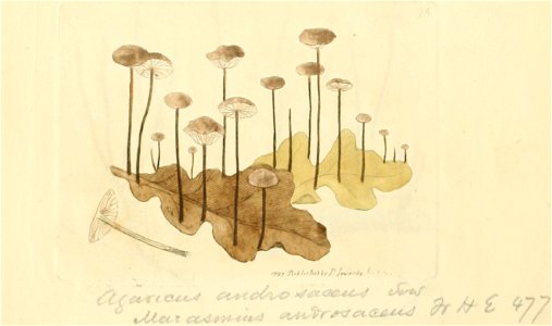 Coloured Figures of English Fungi or Mushrooms - t. 94