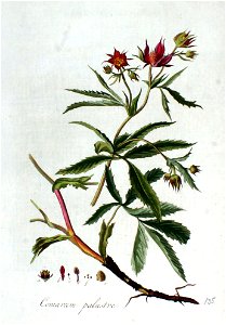 Comarum palustre — Flora Batava — Volume v2