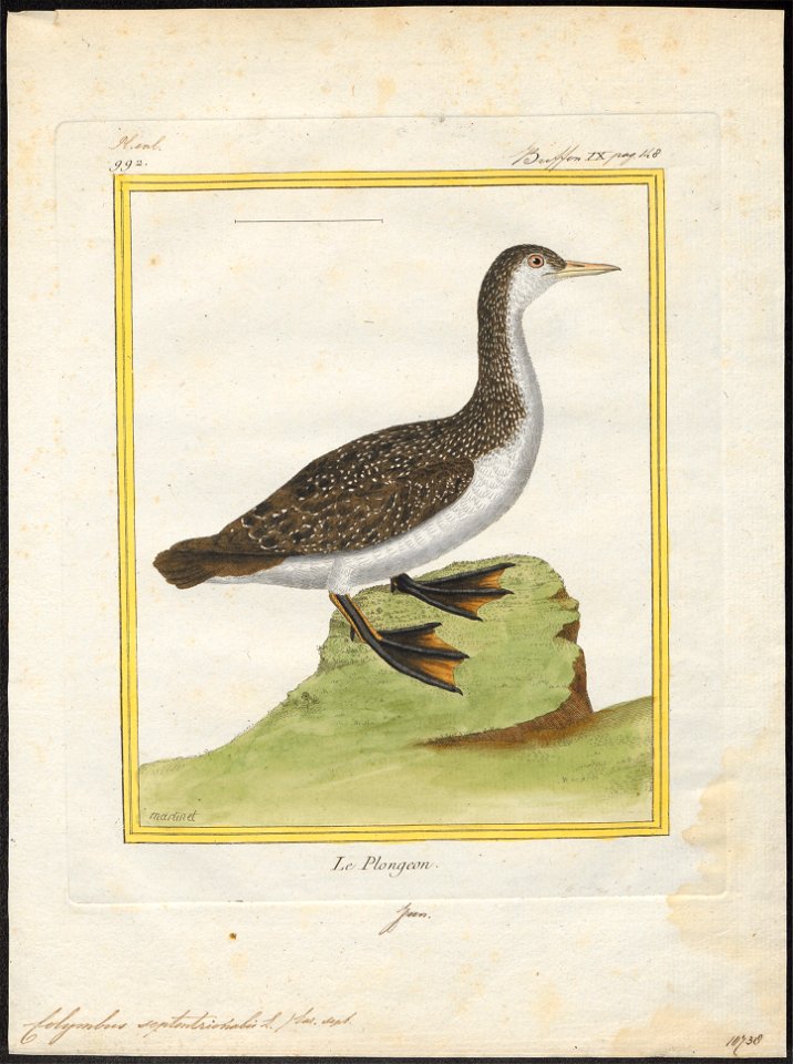 Colymbus septentrionalis - 1700-1880 - Print - Iconographia Zoologica - Special Collections University of Amsterdam - UBA01 IZ17800029