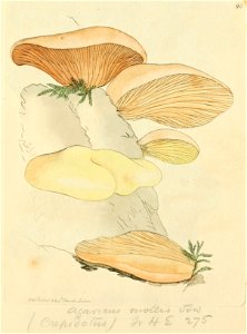 Coloured Figures of English Fungi or Mushrooms - t. 98