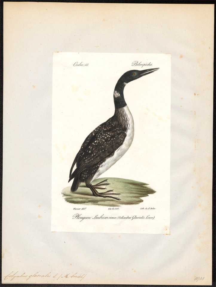 Colymbus glacialis - 1842-1848 - Print - Iconographia Zoologica - Special Collections University of Amsterdam - UBA01 IZ17800007