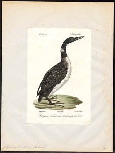 Colymbus glacialis - 1842-1848 - Print - Iconographia Zoologica - Special Collections University of Amsterdam - UBA01 IZ17800007