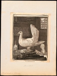 Columba domestica var. laticaudata - 1700-1880 - Print - Iconographia Zoologica - Special Collections University of Amsterdam - UBA01 IZ18900157