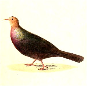 Columba janthina 1832. Free illustration for personal and commercial use.