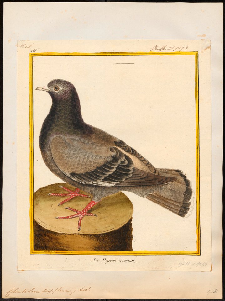 Columba livia - 1700-1880 - Print - Iconographia Zoologica - Special Collections University of Amsterdam - UBA01 IZ15600151