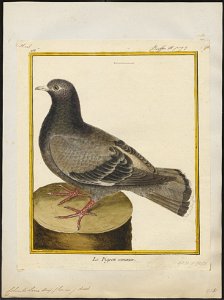 Columba livia - 1700-1880 - Print - Iconographia Zoologica - Special Collections University of Amsterdam - UBA01 IZ15600151