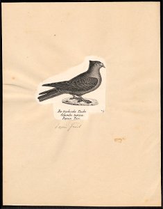Columba livia - 1809-1845 - Print - Iconographia Zoologica - Special Collections University of Amsterdam - UBA01 IZ18900193