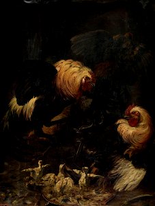 Combat de coqs