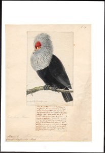Columba nitidissima - 1750-1790 - Print - Iconographia Zoologica - Special Collections University of Amsterdam - UBA01 IZA1000178