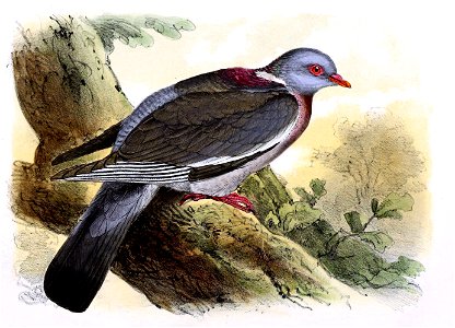 Columba palumbus 1869