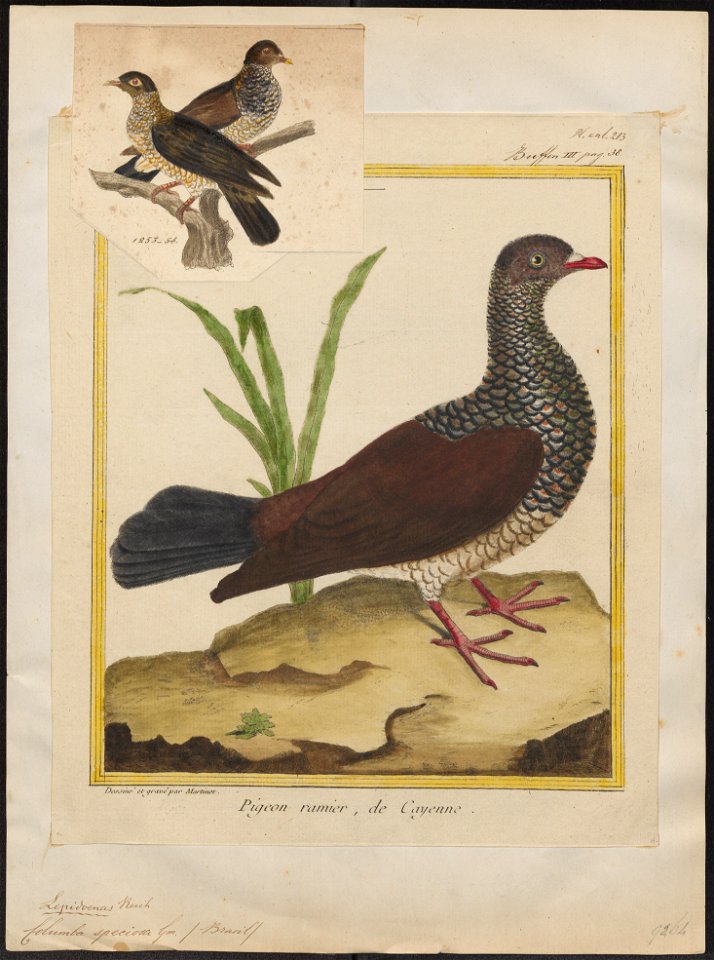 Columba speciosa - 1700-1880 - Print - Iconographia Zoologica - Special Collections University of Amsterdam - UBA01 IZ15600207