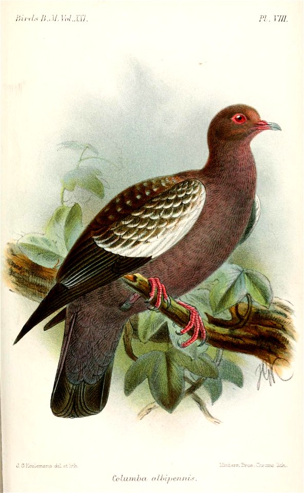 ColumbaAlbipennisKeulemans
