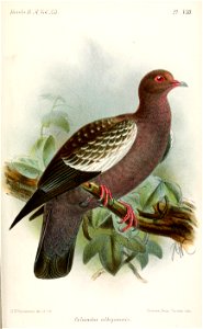 ColumbaAlbipennisKeulemans