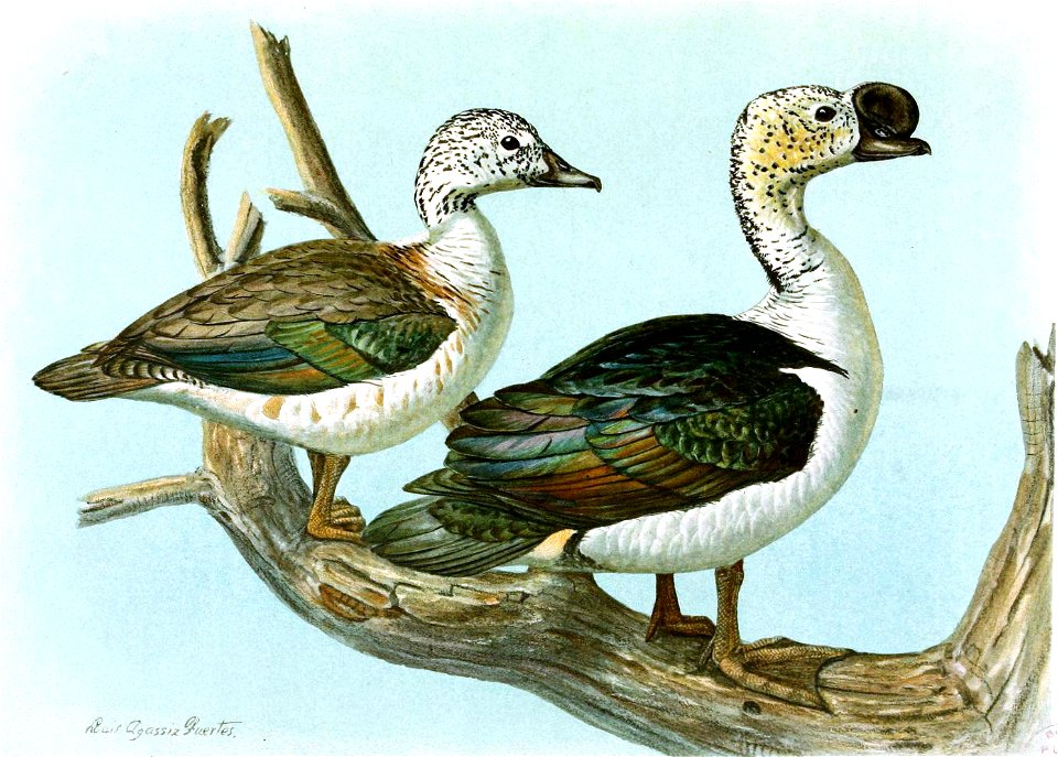 CombduckFuertes