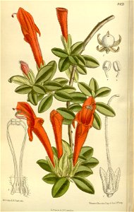 Columnea glabra 138-8453