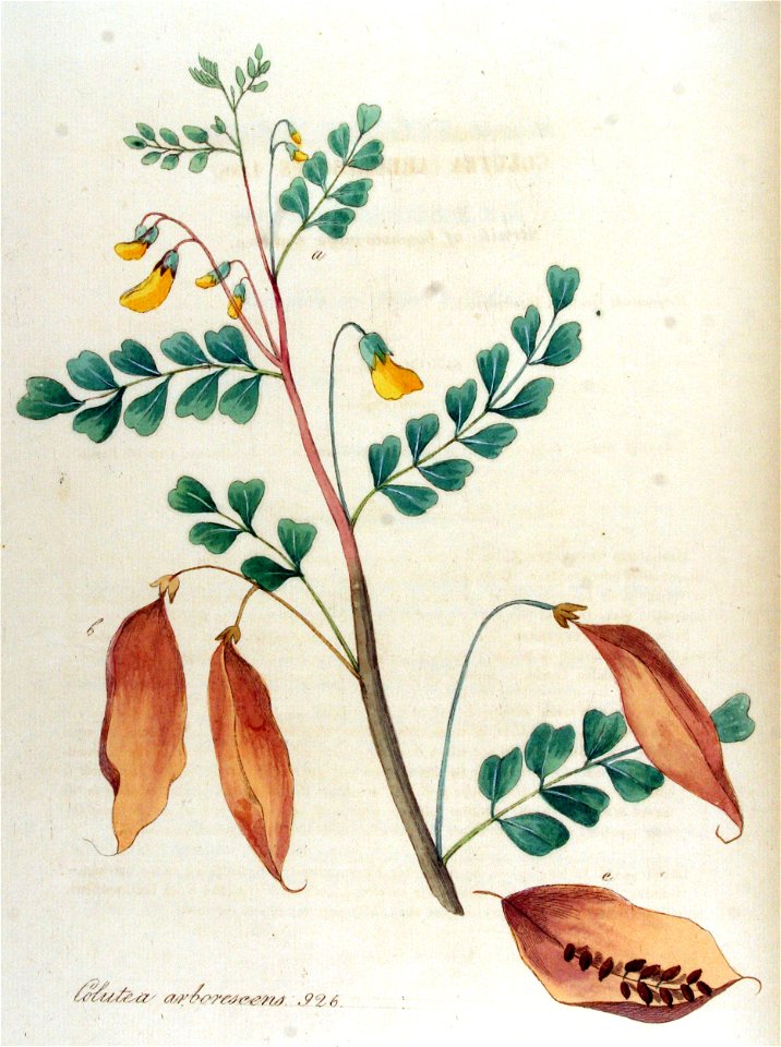 Colutea arborescens — Flora Batava — Volume v12