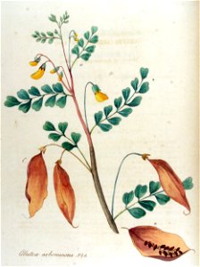 Colutea arborescens — Flora Batava — Volume v12