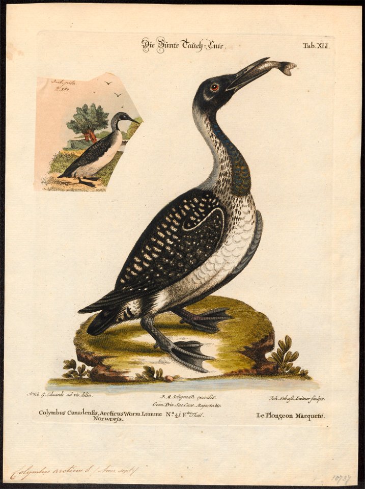 Colymbus arcticus - 1700-1880 - Print - Iconographia Zoologica - Special Collections University of Amsterdam - UBA01 IZ17800015